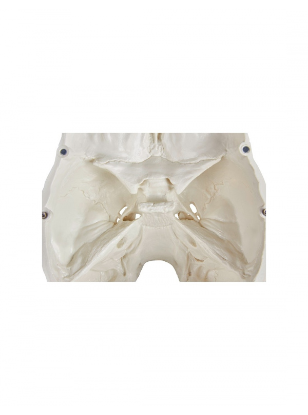 Cráneo Anatómico Clásico Desmontable en 3 Partes