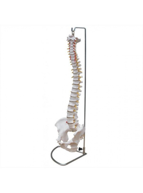 Columna Vertebral con Pelvis