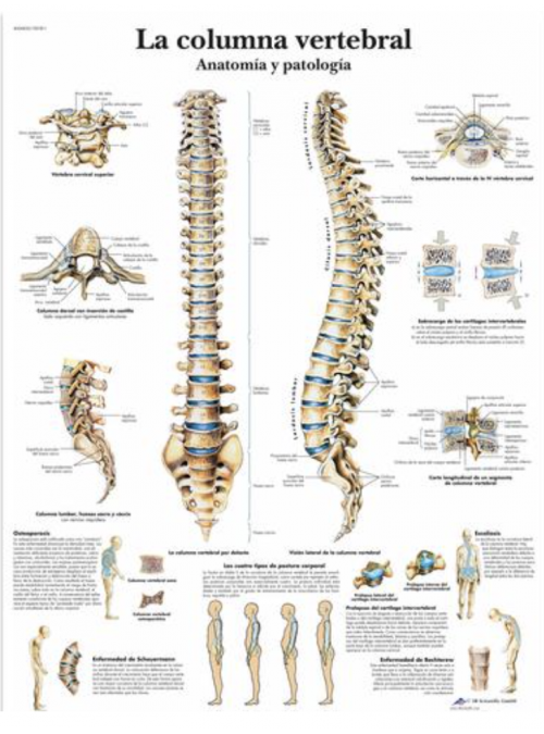 Lámina 3B La columna Vertebral
