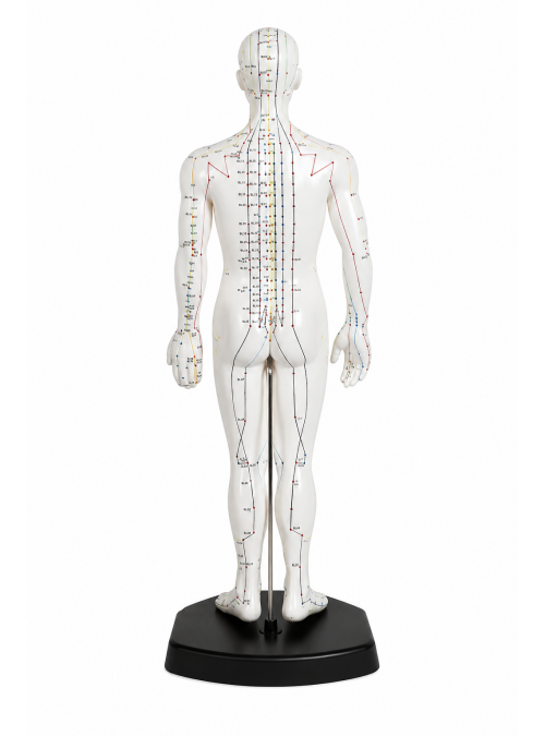 Modelo de Acupuntura Masculino