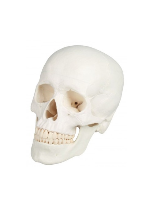 Cráneo Anatómico Clásico...