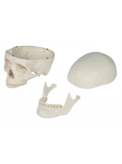 Cráneo Anatómico Clásico... 2