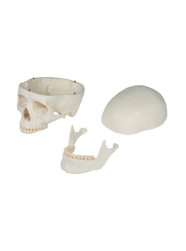 Cráneo Anatómico Clásico Desmontable en 3 Partes