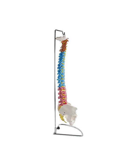Columna vertebral con... 2