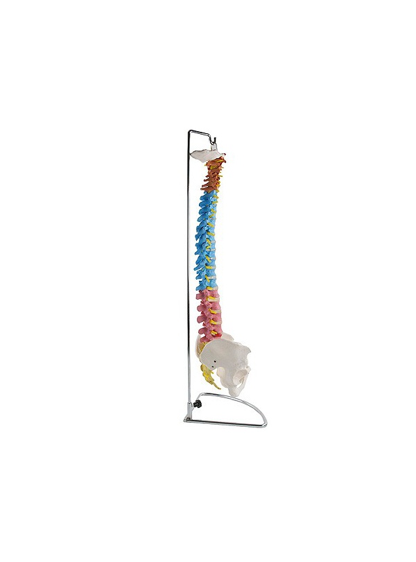 Columna vertebral con pelvis Didáctica