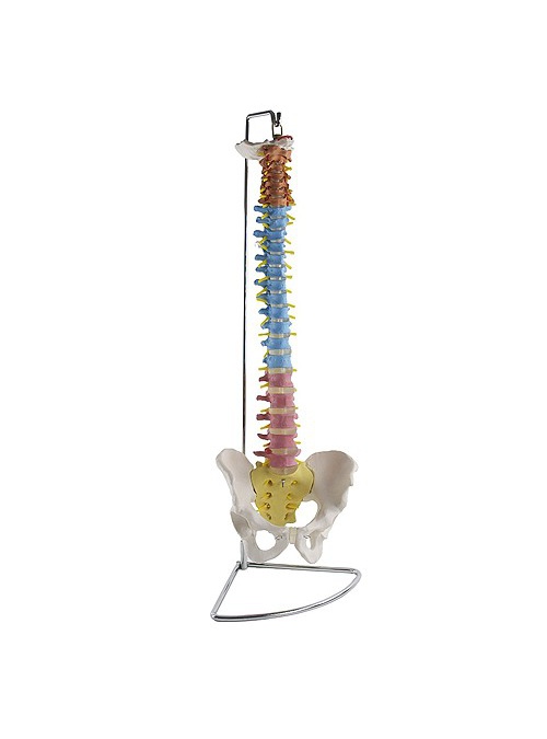 Columna vertebral con...