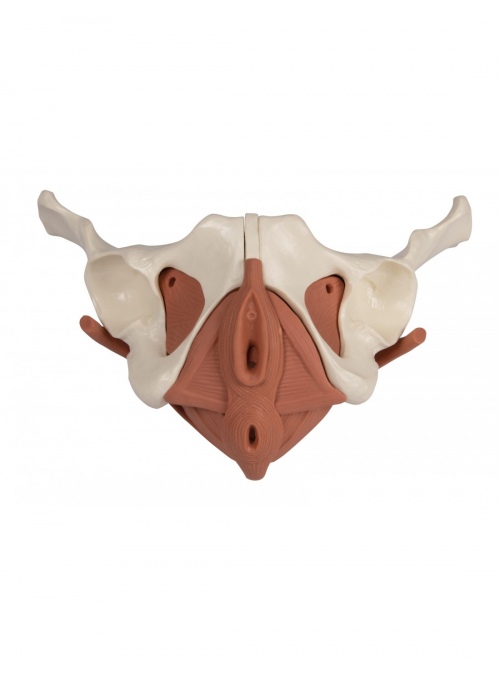 Pelvis Femenina Magnética... 2