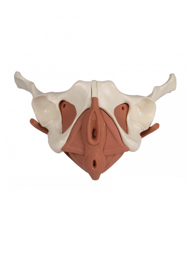 Pelvis Femenina Magnética (12 partes)