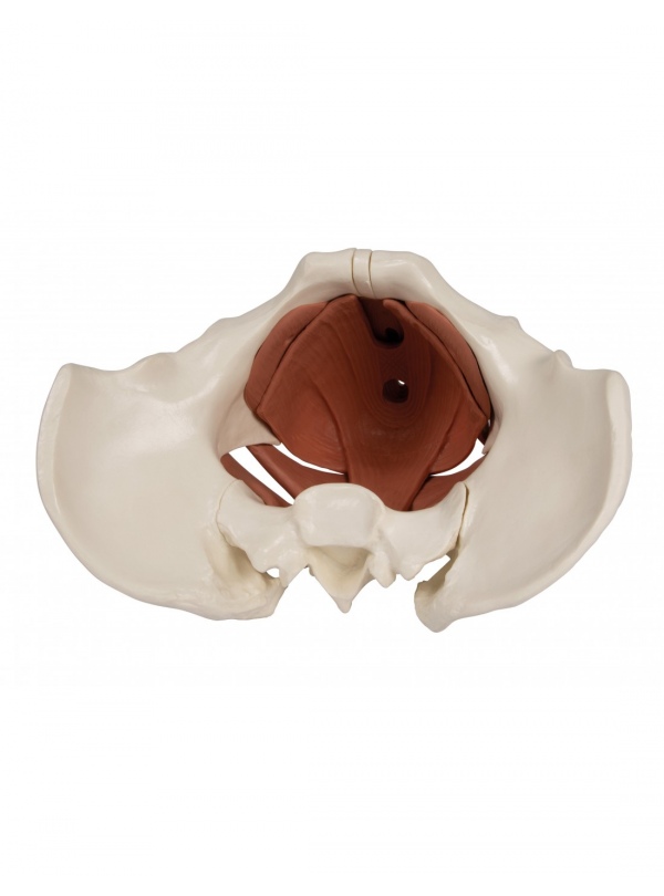 Pelvis Femenina Magnética (12 partes)