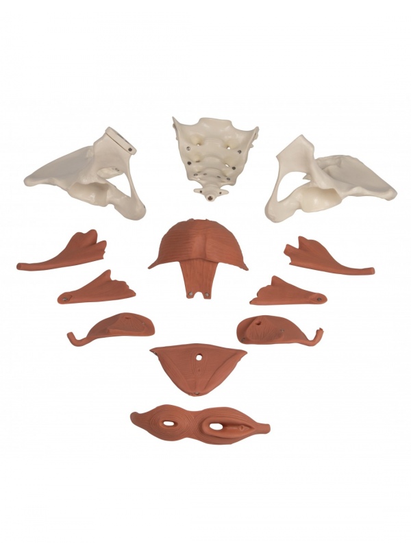 Pelvis Femenina Magnética (12 partes)