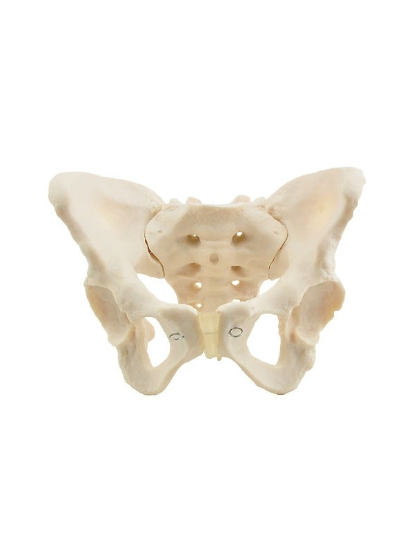 Pelvis Femenina