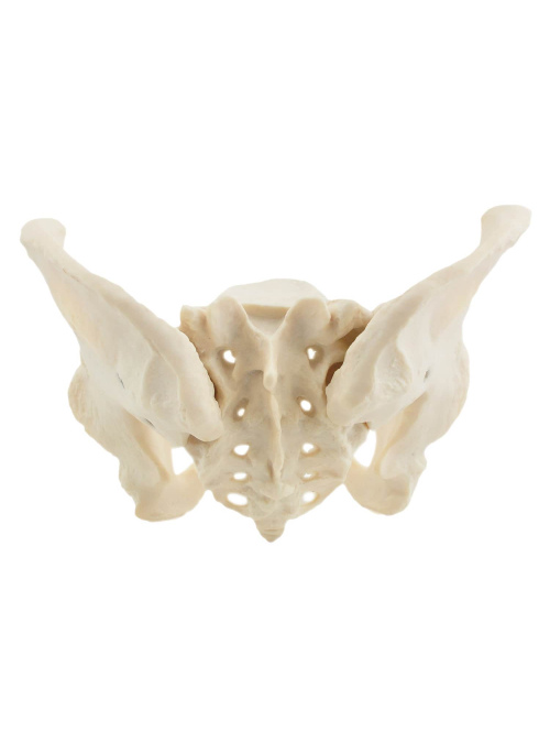 Pelvis Femenina 2