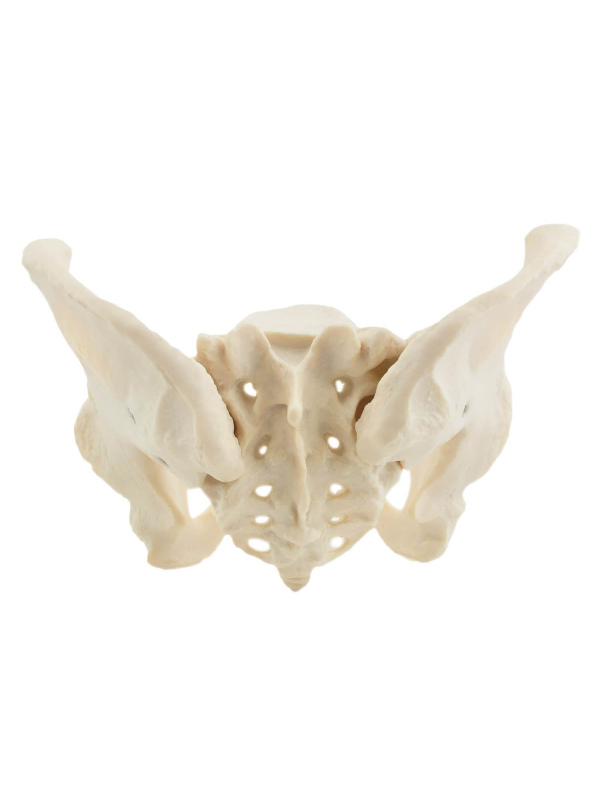 Pelvis Femenina